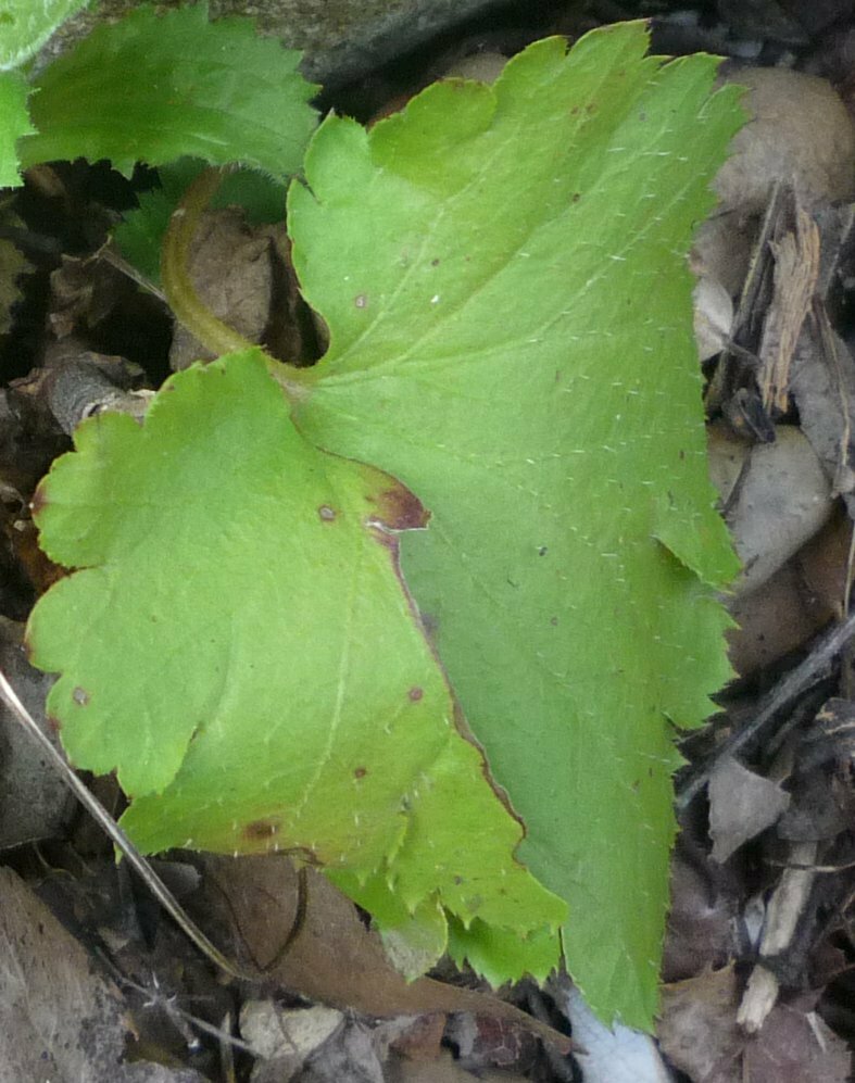 High Resolution Boykinia occidentalis Leaf